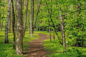 Kawal Tiger Reserve tourism