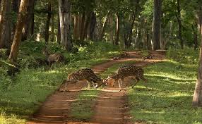 Kawal Tiger Reserve tourism